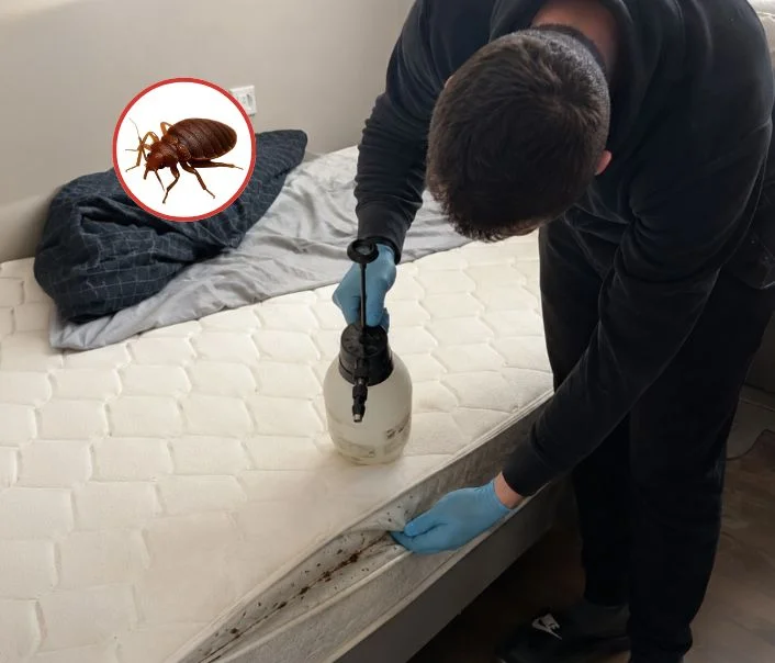 Technicien traitant un matelas contre les punaises de lit à Voisenon